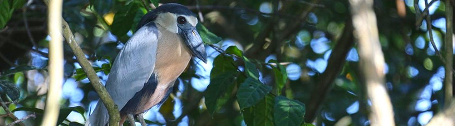 La Tovara Safari Float + San Blas Nayarit Eco Adventure 5