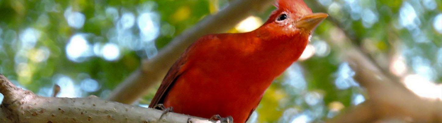 La Tovara Safari Float + San Blas Nayarit Eco Adventure 7