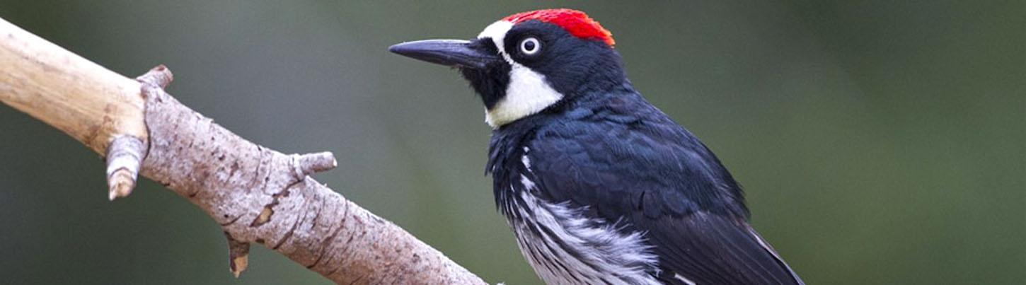 Birding San Sebastian & Colonial Culture Tour 1