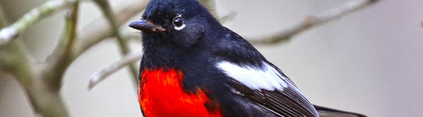 Birding San Sebastian & Colonial Culture Tour 3