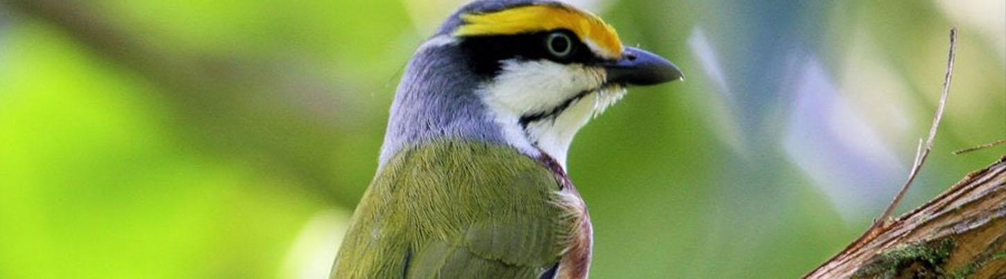 Birding San Sebastian & Colonial Culture Tour 6