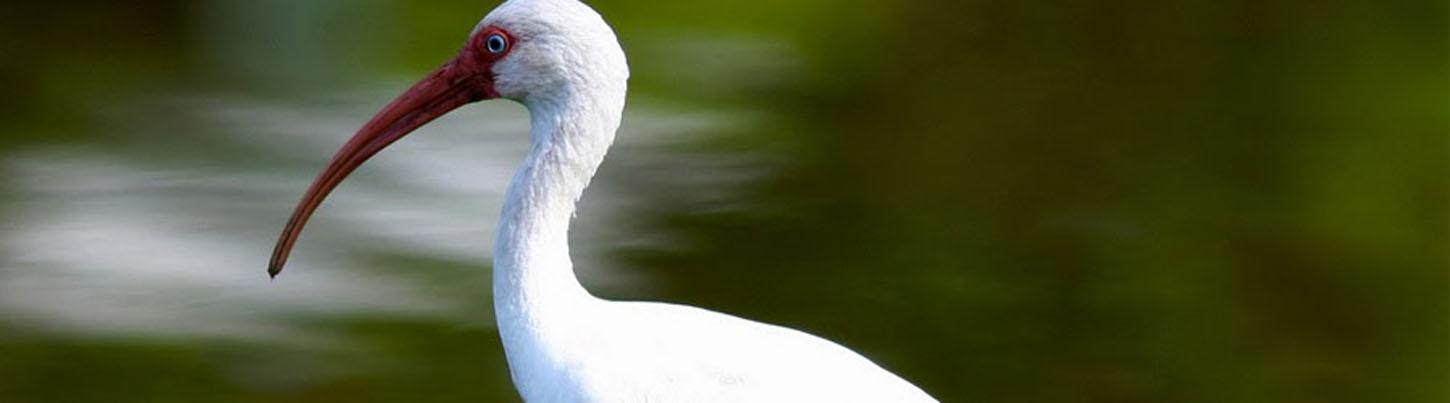 Birding Sierra Madre Highlands & El Tuito Birds 1