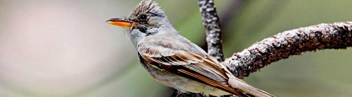 Birding Sierra Madre Highlands & El Tuito Birds 2