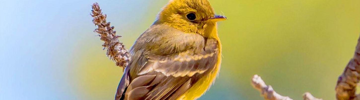 Birding Sierra Madre Highlands & El Tuito Birds 3