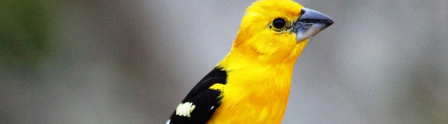 Birding Sierra Madre Highlands & El Tuito Birds 4