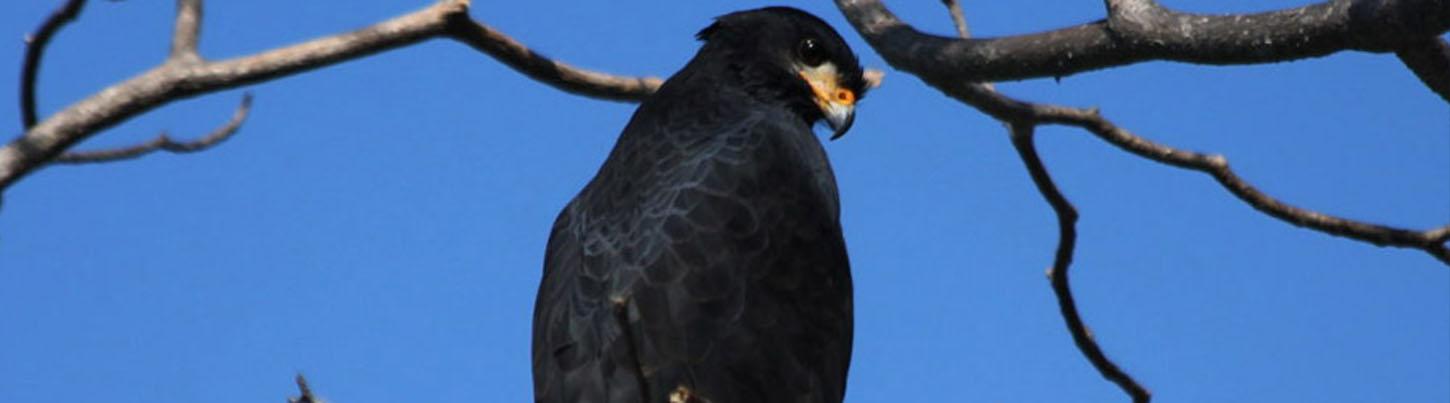 Birding Sierra Madre Highlands & El Tuito Birds 6