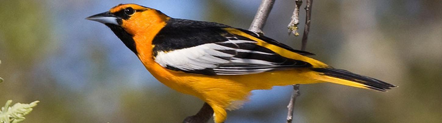 Birding Sierra Madre Highlands & El Tuito Birds 7