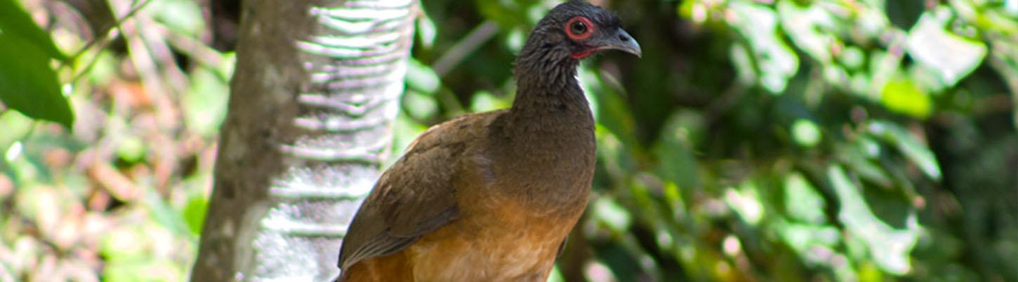 Birding Sierra Madre Highlands & El Tuito Birds 8