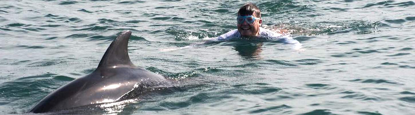 Snorkel With Wild Dolphins 1