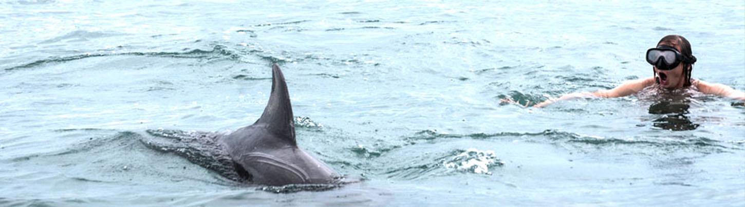 Snorkel With Wild Dolphins 3