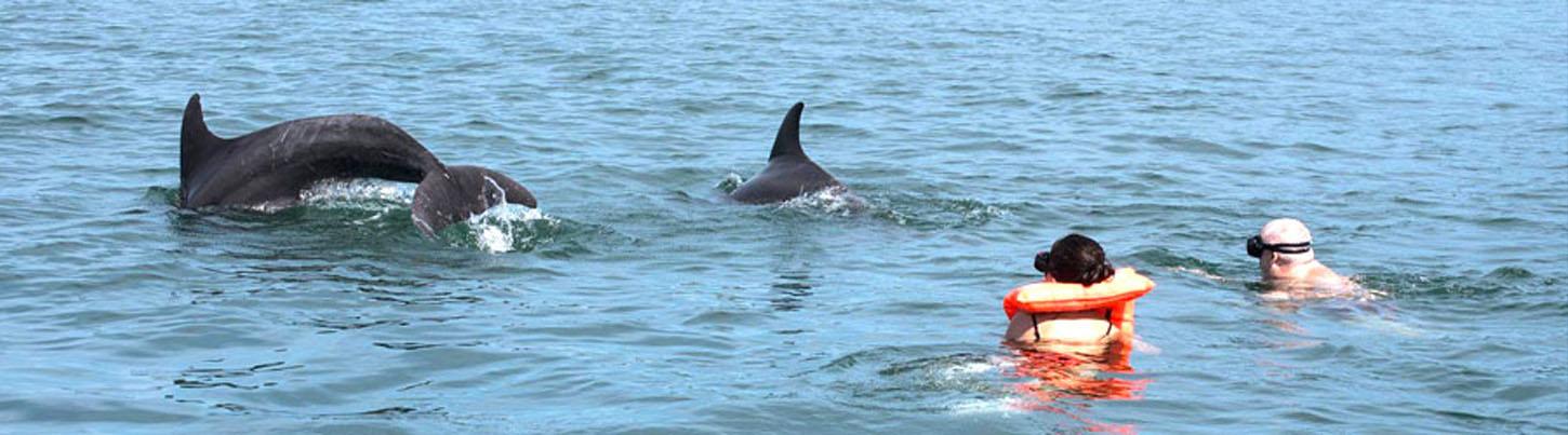 Snorkel With Wild Dolphins 4