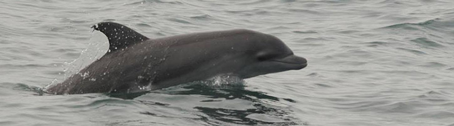 Sea Turtles, Dolphins & Whales - Super 3 in 1 Eco Tour 1