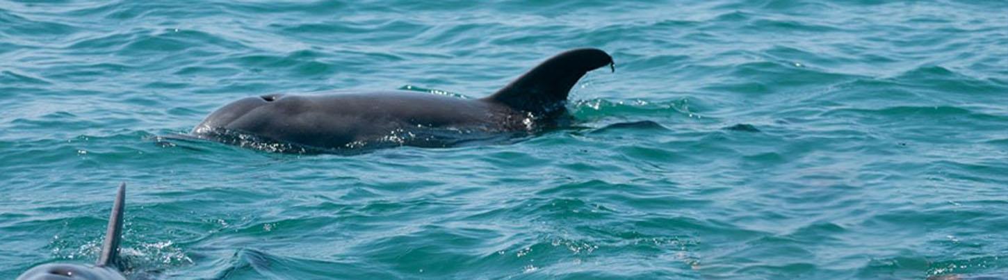 Sea Turtles, Dolphins & Whales - Super 3 in 1 Eco Tour 4