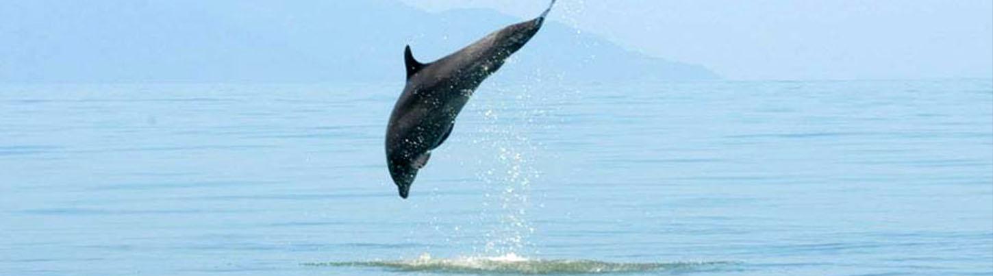 Sea Turtles, Dolphins & Whales - Super 3 in 1 Eco Tour 7