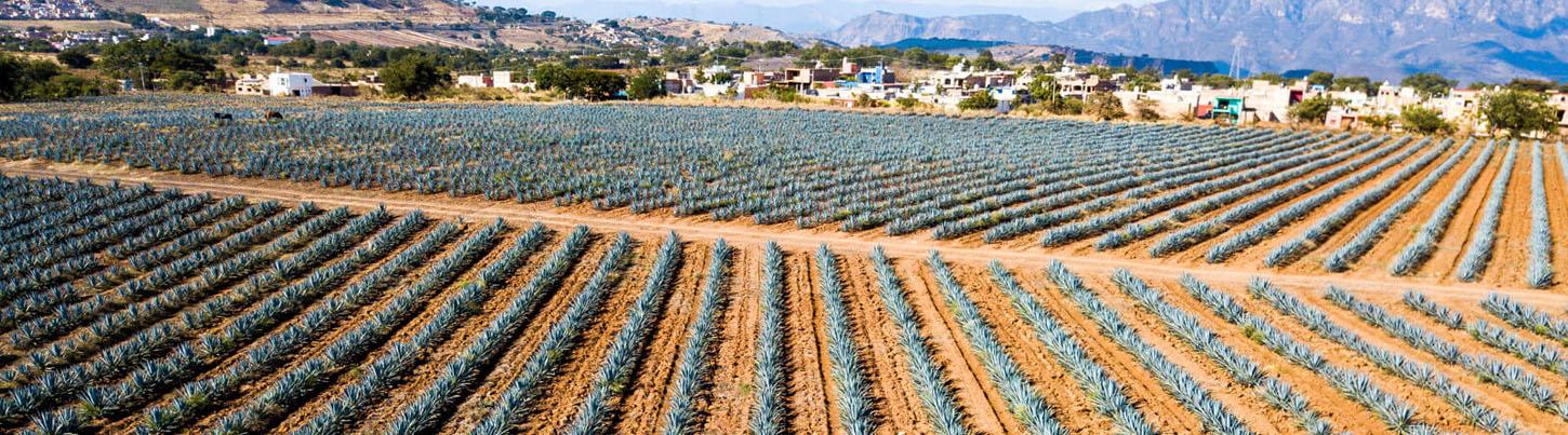 Tequila Town & Los Toriles Archeological Site 2