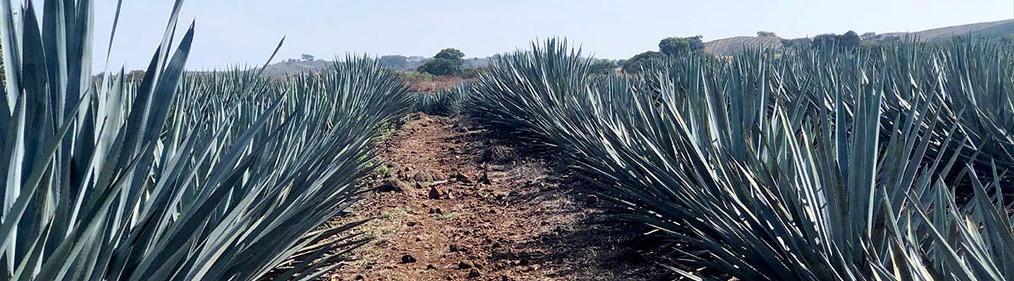 Tequila Town & Los Toriles Archeological Site 3