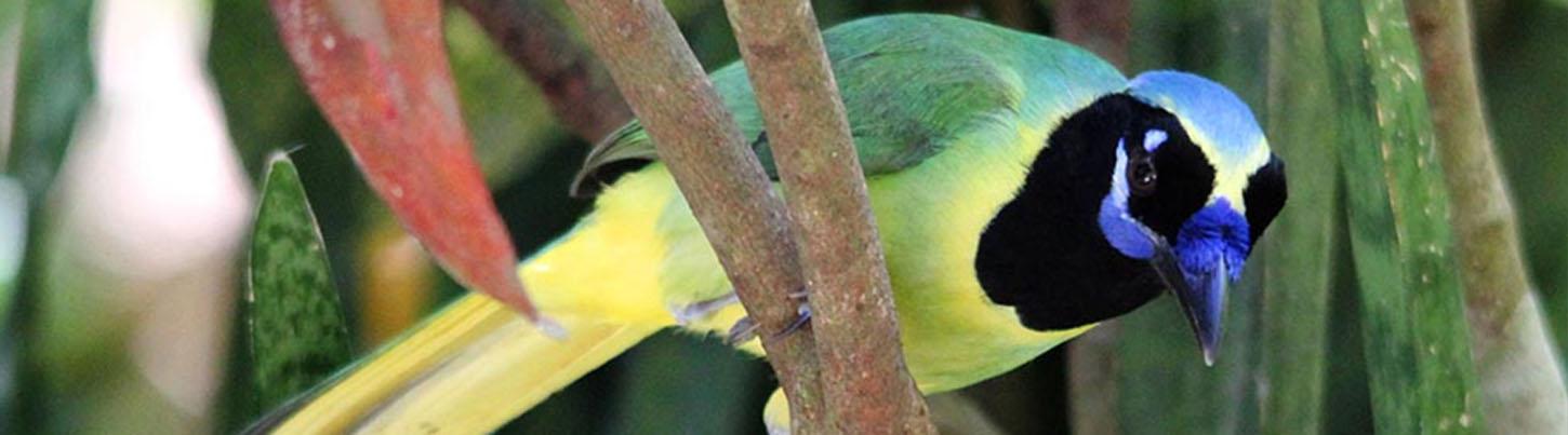 Banderas Bay Bird Watching Ameca River 1
