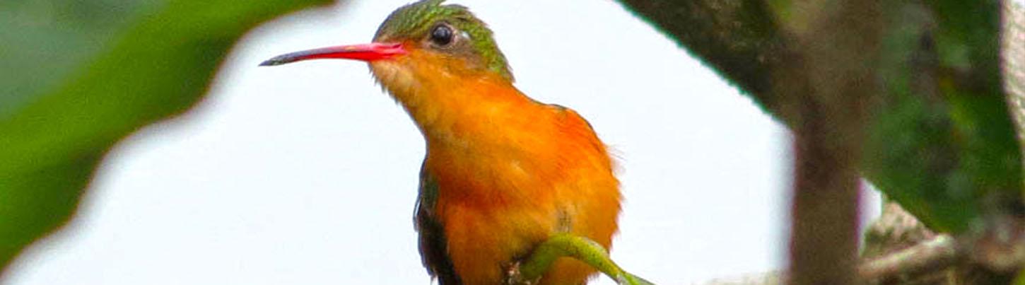 Banderas Bay Bird Watching Ameca River 3