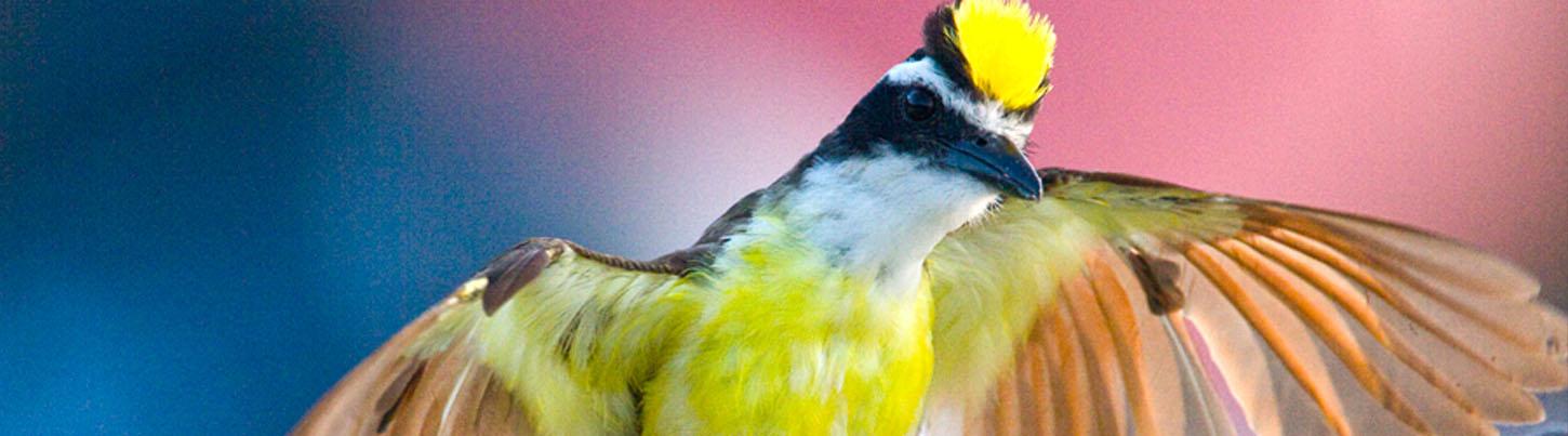 Banderas Bay Bird Watching Ameca River 5