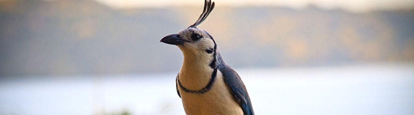 Banderas Bay Bird Watching Ameca River 7