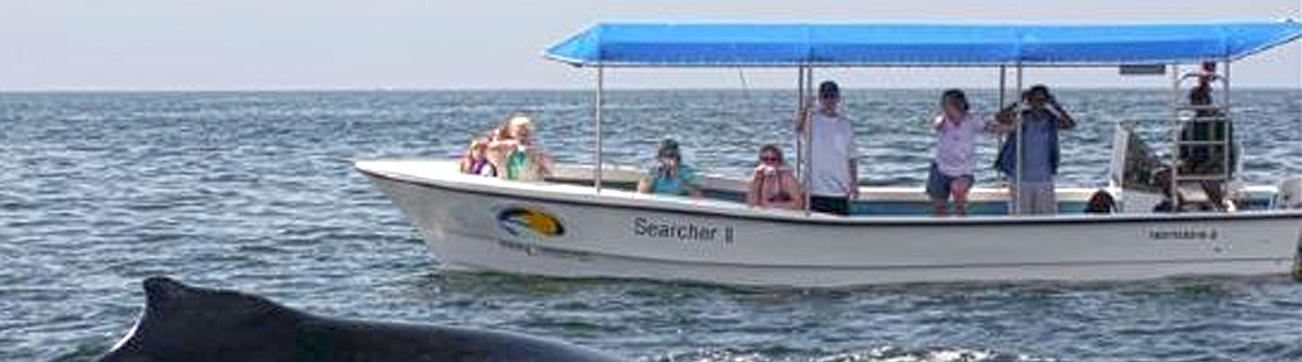 Pacific Whale Watching & Wild Dolphin Adventure 4