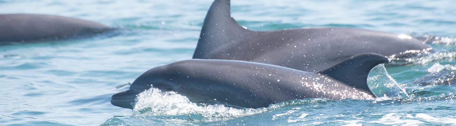 Pacific Whale Watching & Wild Dolphin Adventure 6