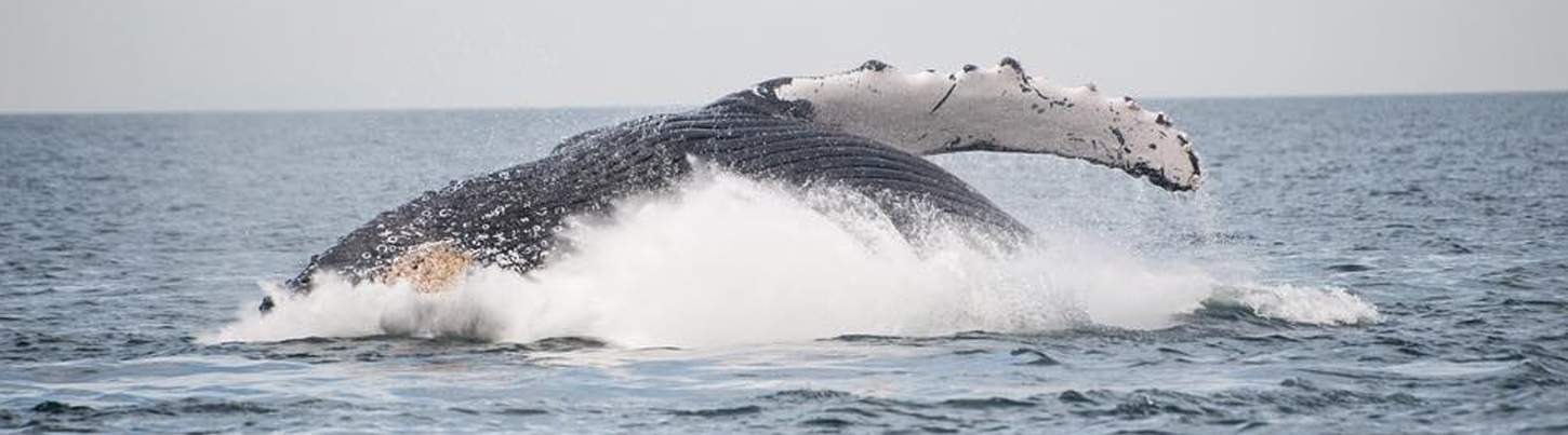 Pacific Whale Watching & Wild Dolphin Adventure 7