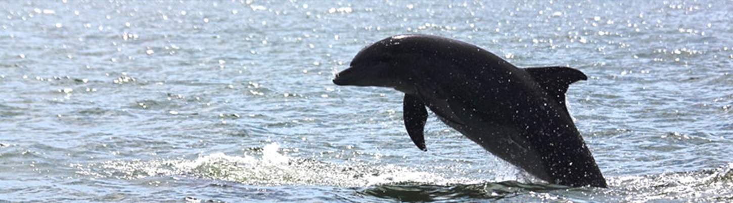 Wild Dolphin Discovery & Snorkel Banderas Bay 2
