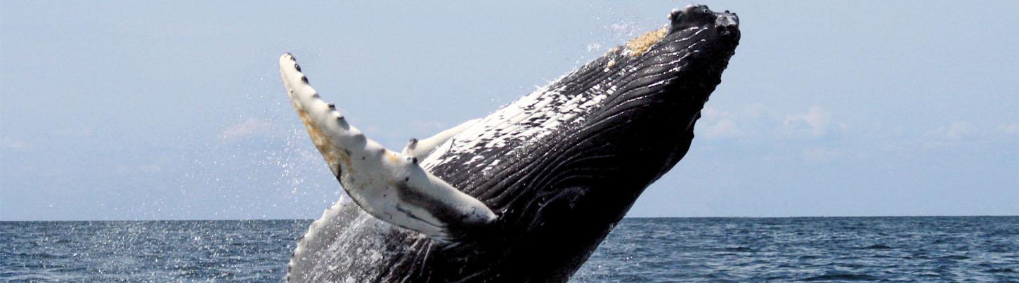 Zodiac Whale Watching Puerto Vallarta 1