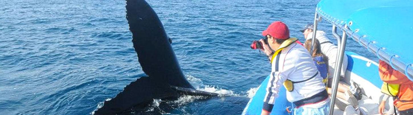 Zodiac Whale Watching Puerto Vallarta 2
