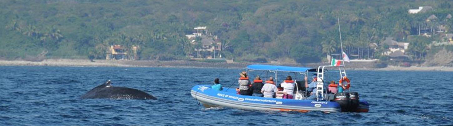 Zodiac Whale Watching Puerto Vallarta 4