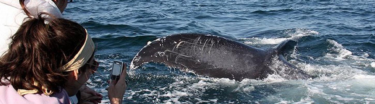 Zodiac Whale Watching Puerto Vallarta 6