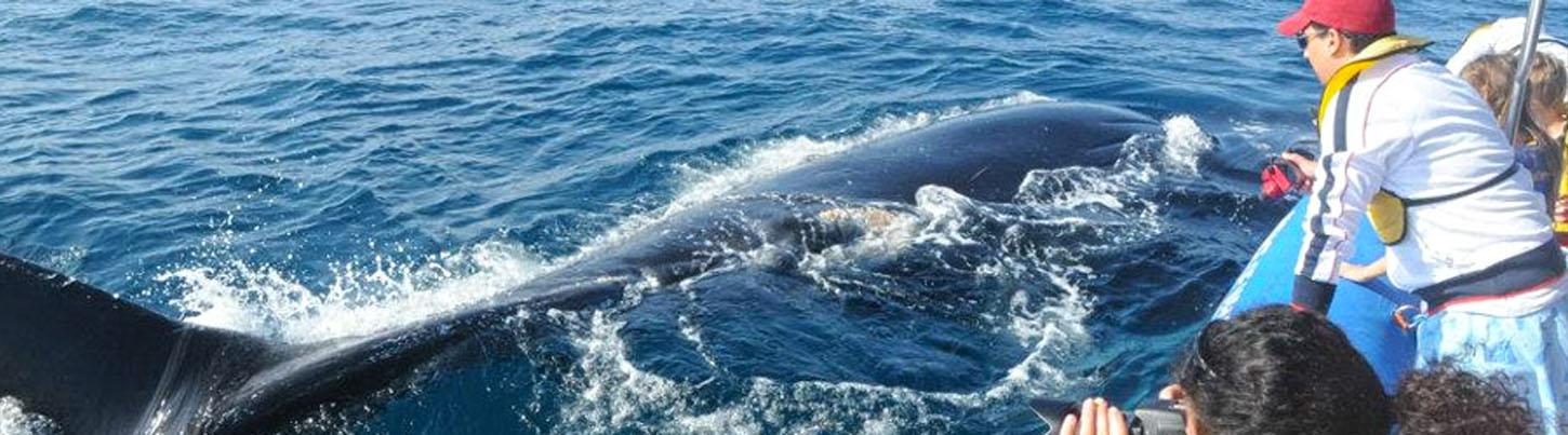 Zodiac Whale Watching Puerto Vallarta 7
