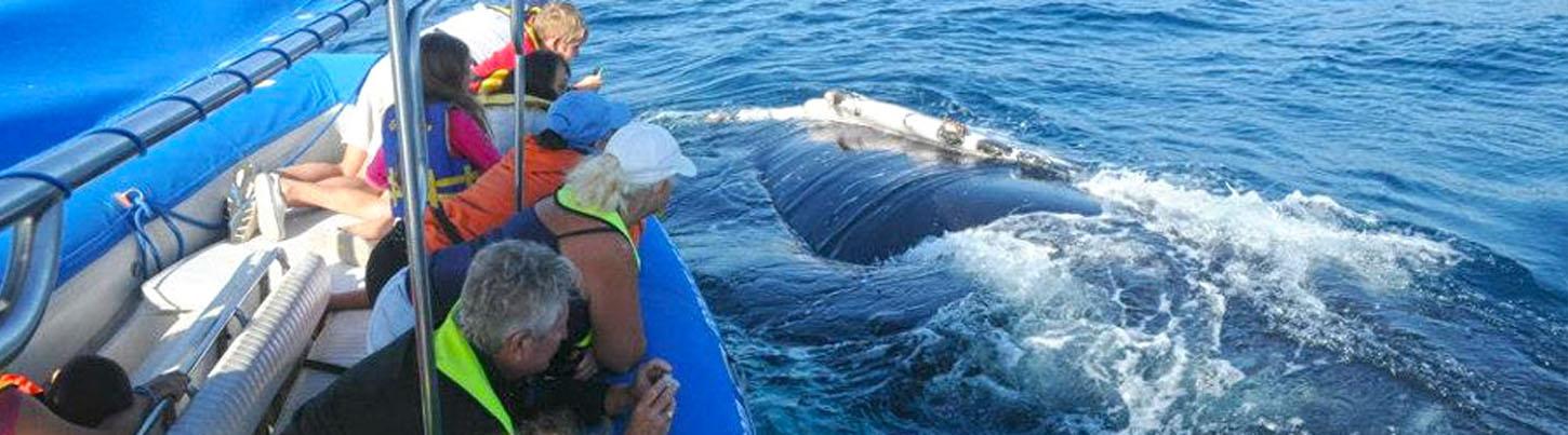 Zodiac Whale Watching Puerto Vallarta 8
