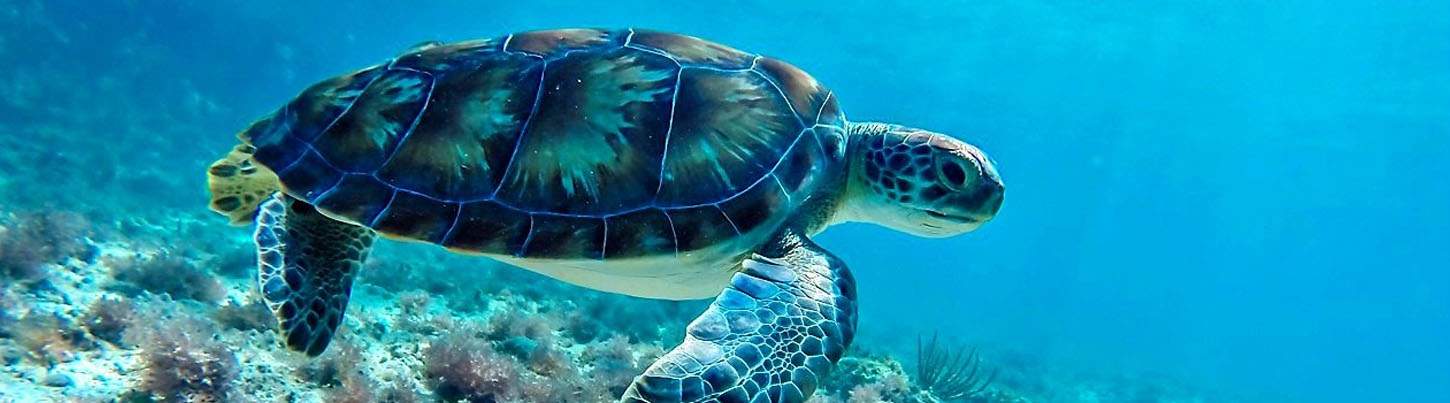 Playa del Carmen Catamaran Snorkel and Sail 3