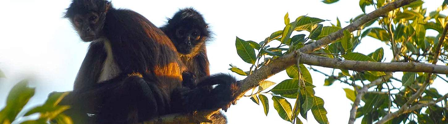 Coba, Cenote and Punta Laguna Monkey Sanctuary 1