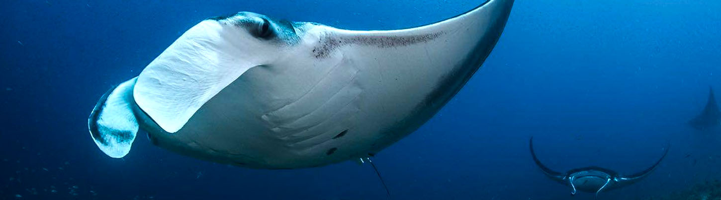 Cozumel Diving Excursion From Playa del Carmen 8