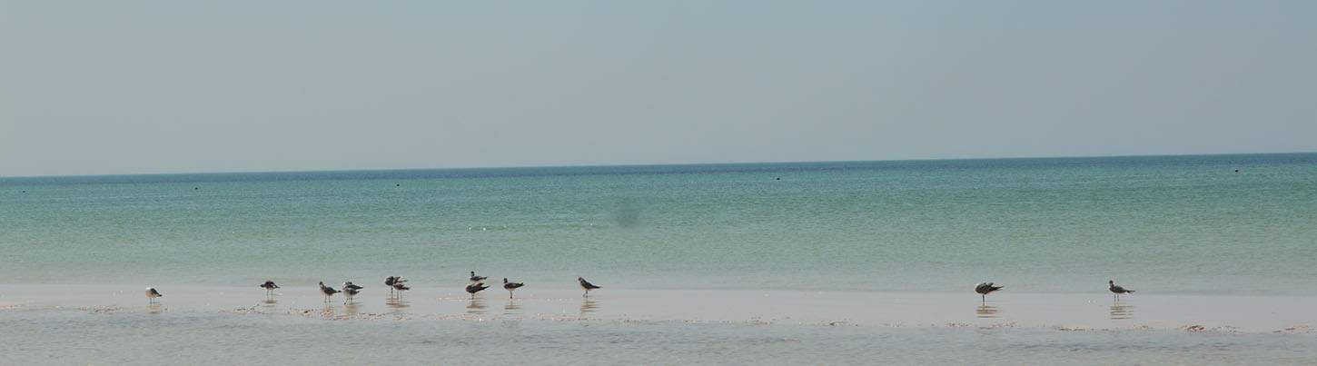 Isla Holbox Mexico Discovery 5