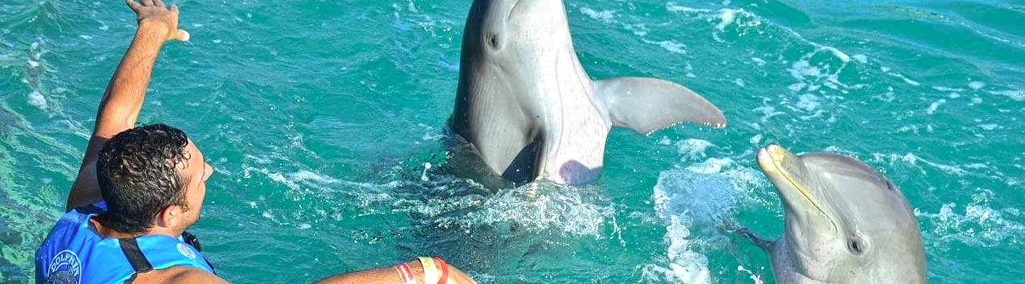 Isla Mujeres Dolphin Swim Adventure 5