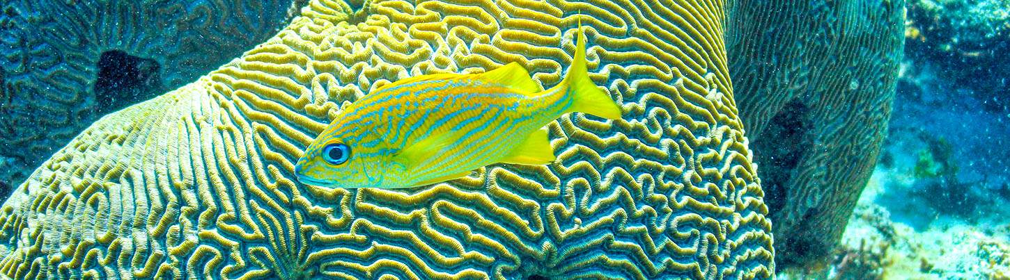 Luxury Sail to Isla Mujeres 7