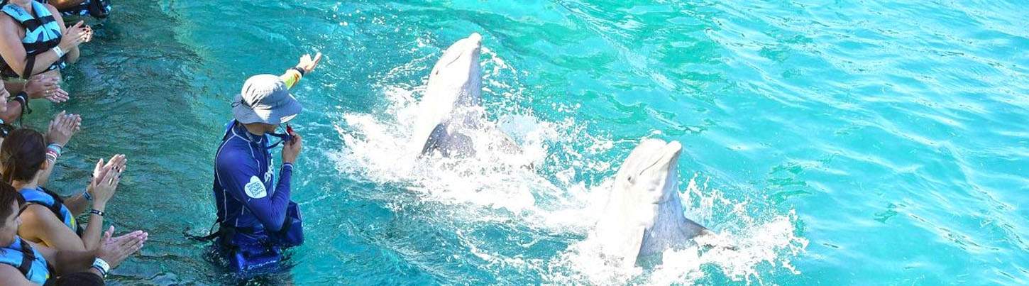 Isla Mujeres Royal Dolphin Swim 8