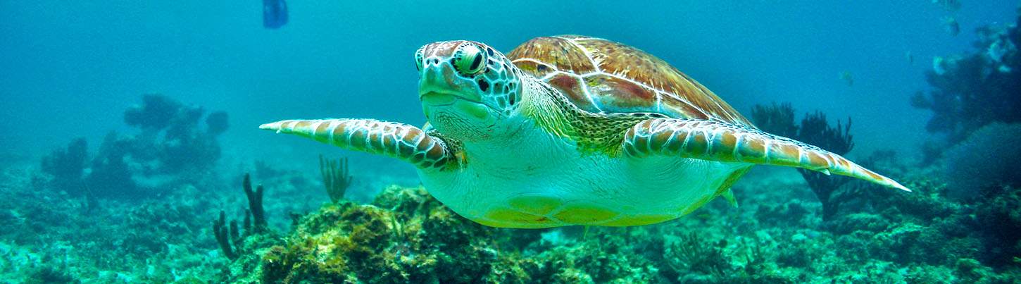 Riviera Maya Luxury Sailing and Snorkeling 2