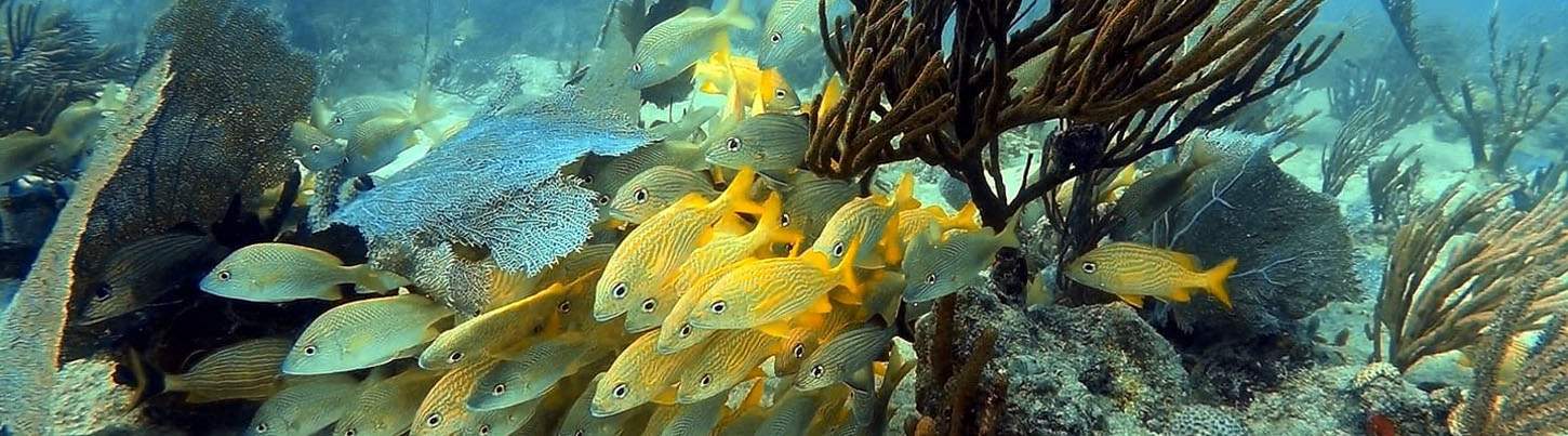 Playa Del Carmen Reef Dive (2 Tanks) 3