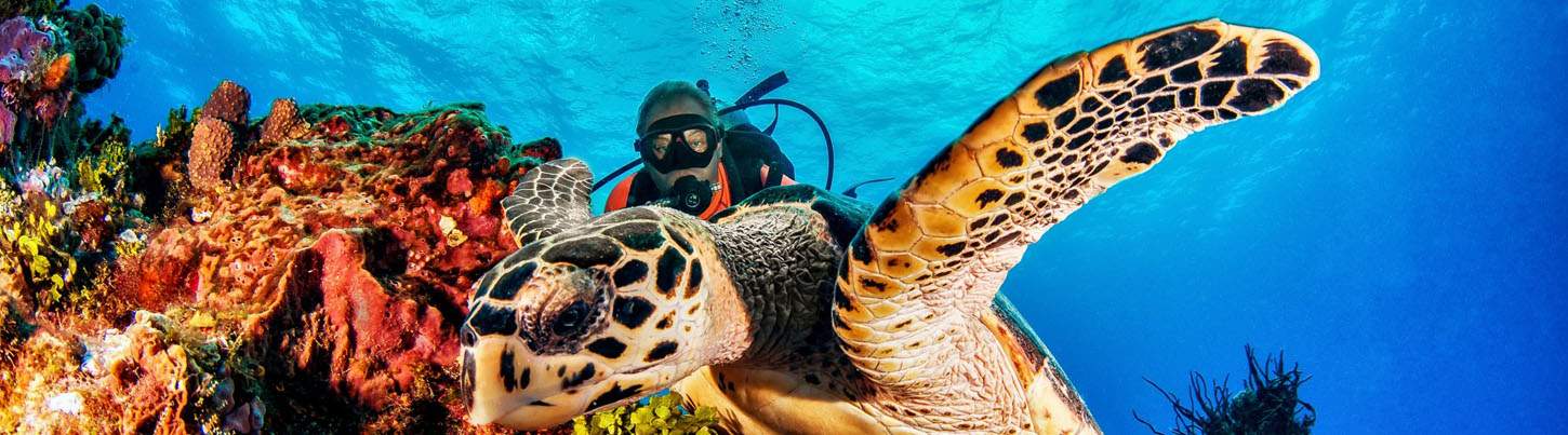 Playa Del Carmen Reef Dive (2 Tanks) 4