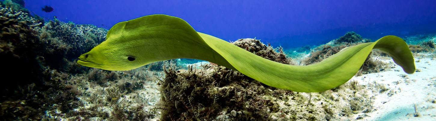 Playa Del Carmen Reef Dive (2 Tanks) 5