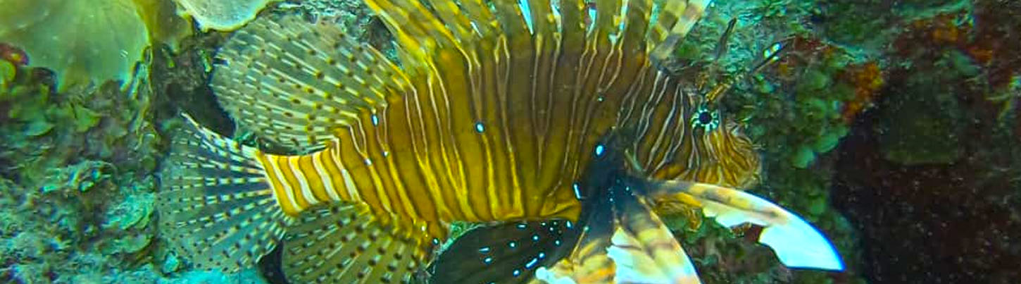 Playa Del Carmen Reef Snorkel (Moche Express) 2