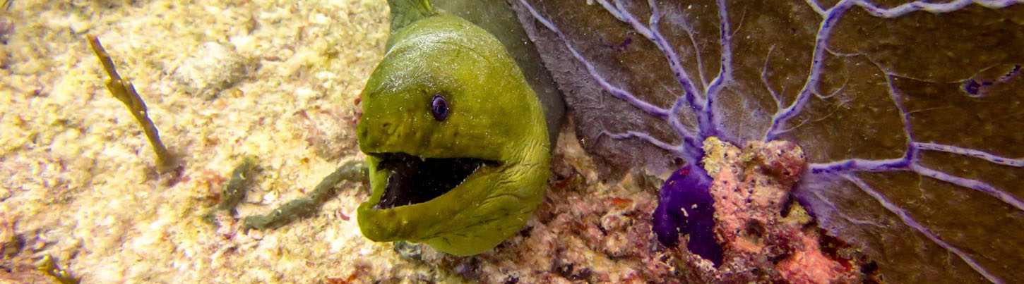 Playa Del Carmen Reef Snorkel (Moche Express) 6