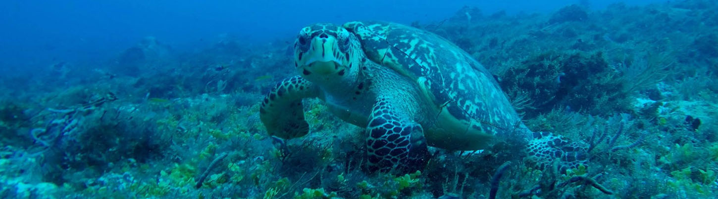 Playa Del Carmen Reef Snorkel (Moche Express) 8