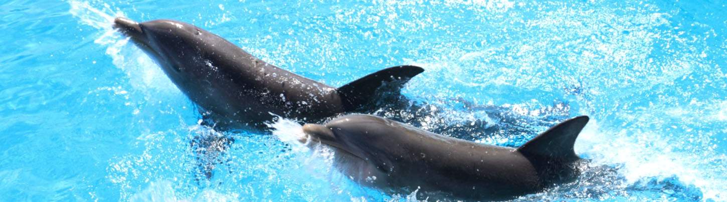 Playa Maroma Swim Adventure 8