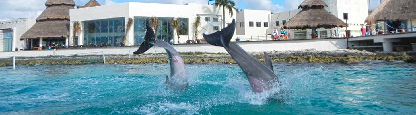 Puerto Aventuras Dolphin Encounter 2